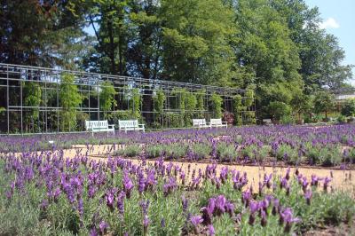 2012 angelegter Lavendelgarten im Botanischen Garten Gütersloh