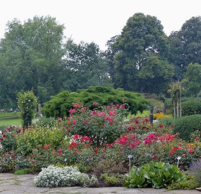 Rosarium im Westfalenpark