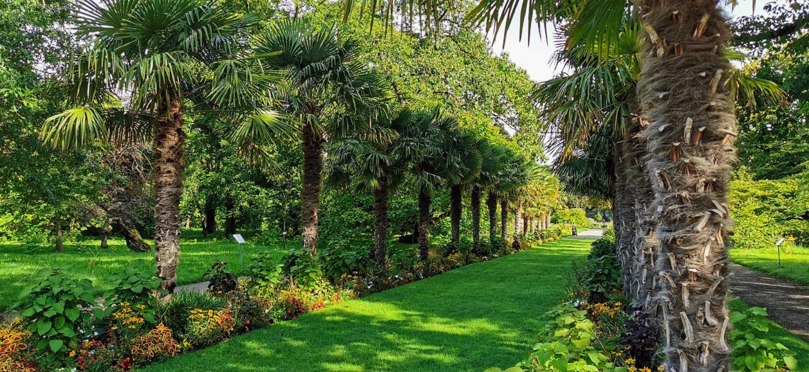 Palmenallee im Botanischen Garten