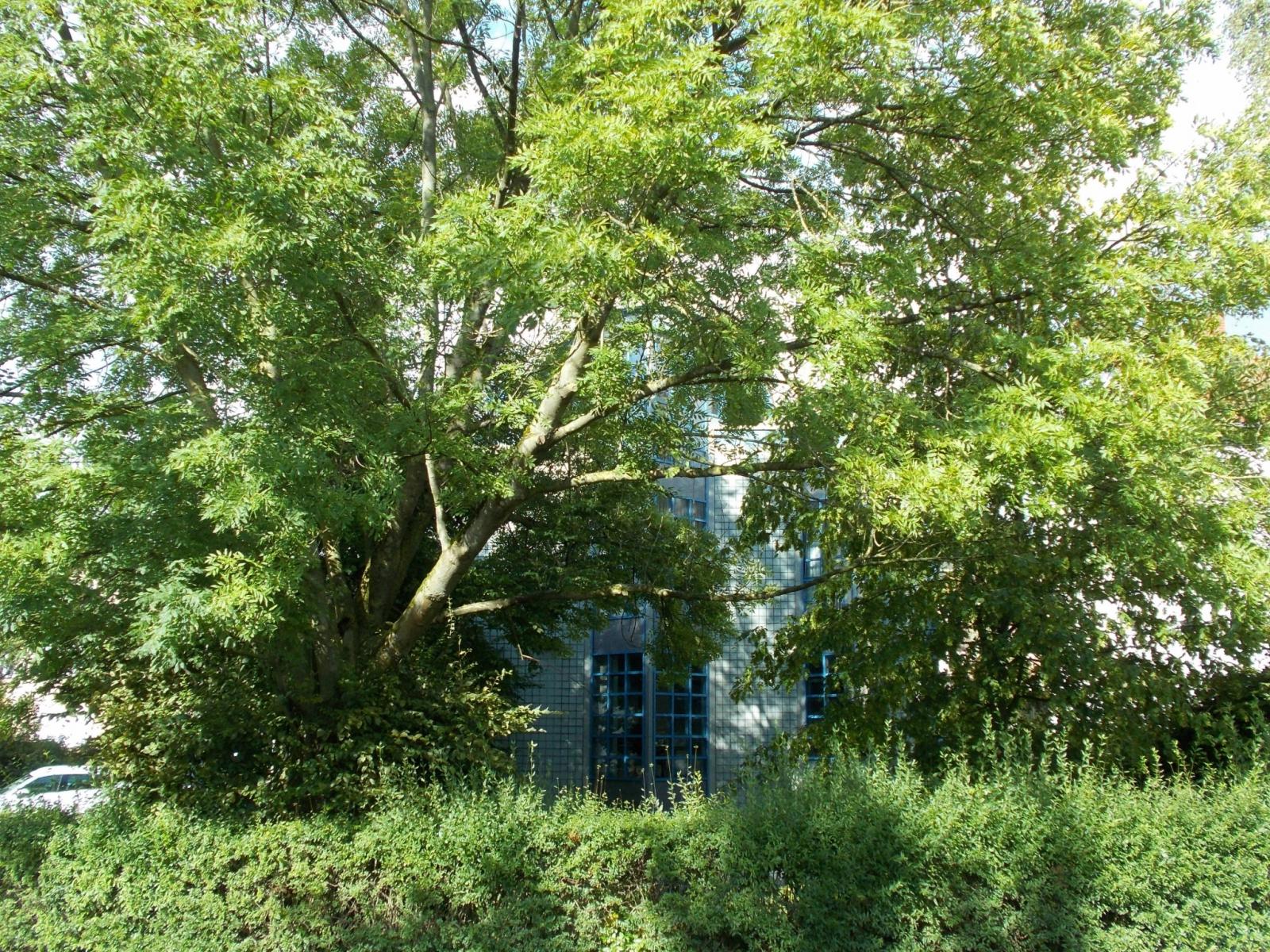 Rückseitige Gartenansicht