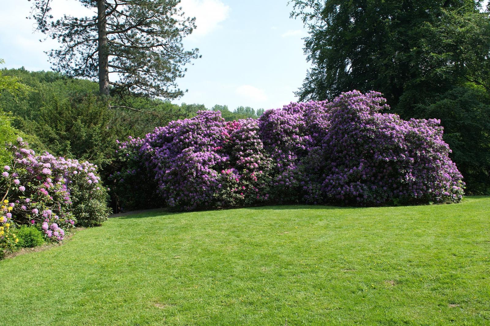 blühende Rhododendren