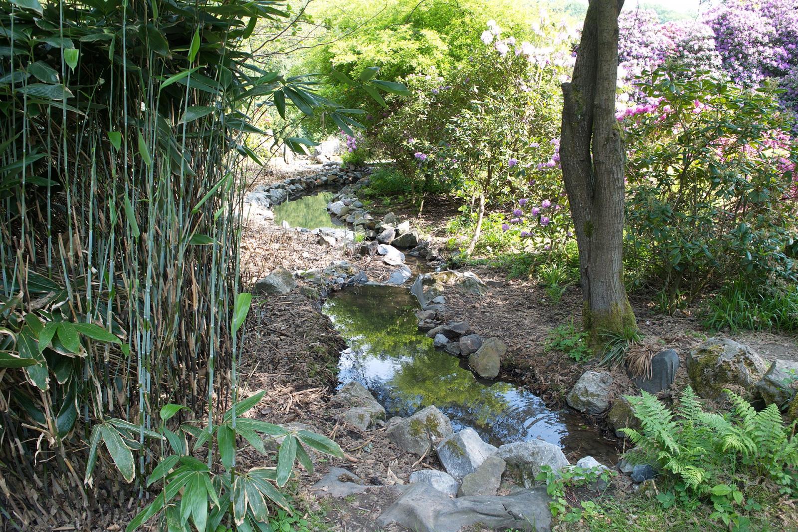 Wasserlauf mit Bambus und Rhododendron